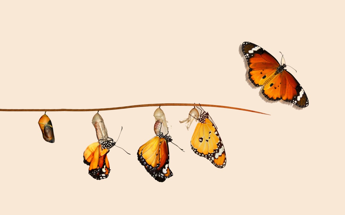 Métamorphose et transformation